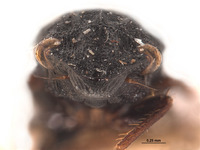 Neoslossonia atra image