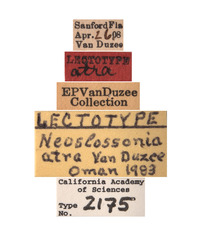 Neoslossonia atra image