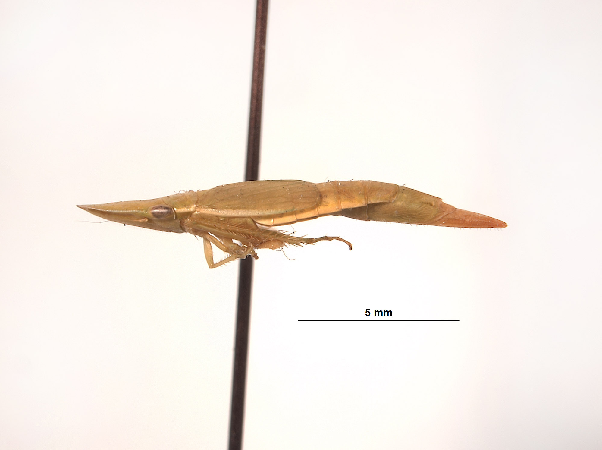 Hecalus apicalis image