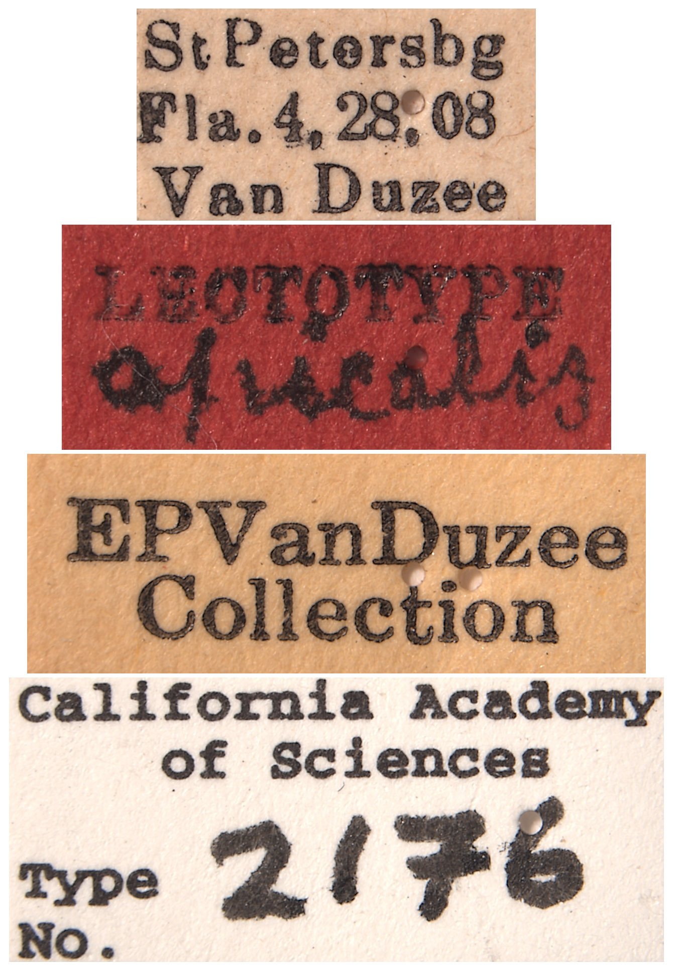 Hecalus apicalis image