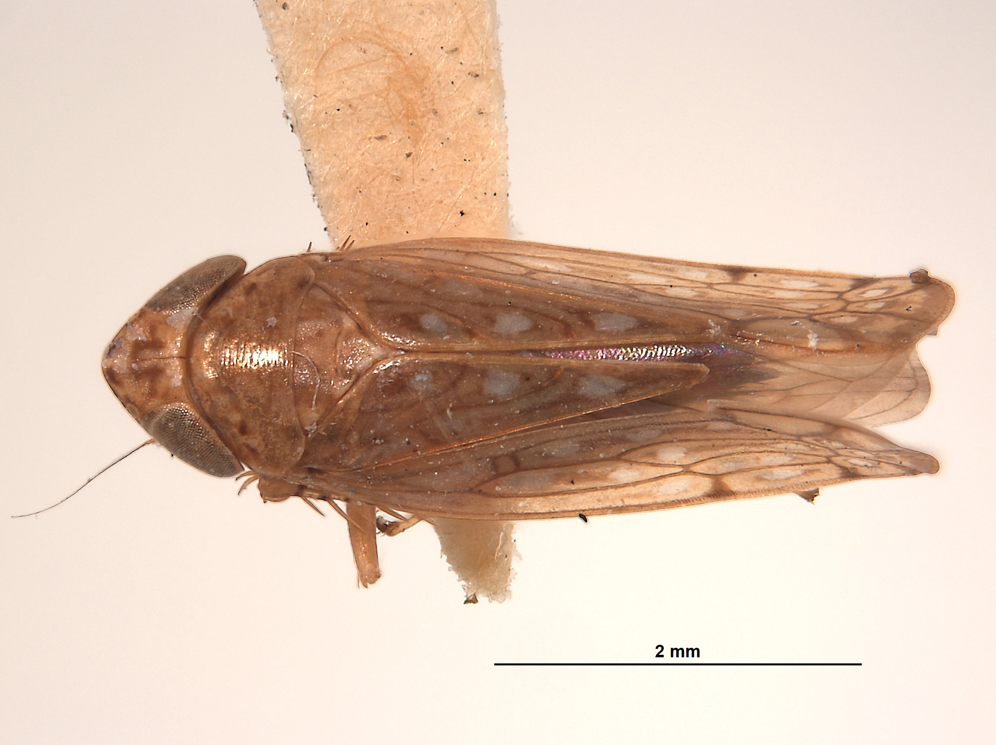 Scaphoideus albonotatus image