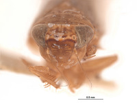 Scaphoideus albonotatus image