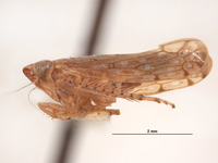 Scaphoideus albonotatus image
