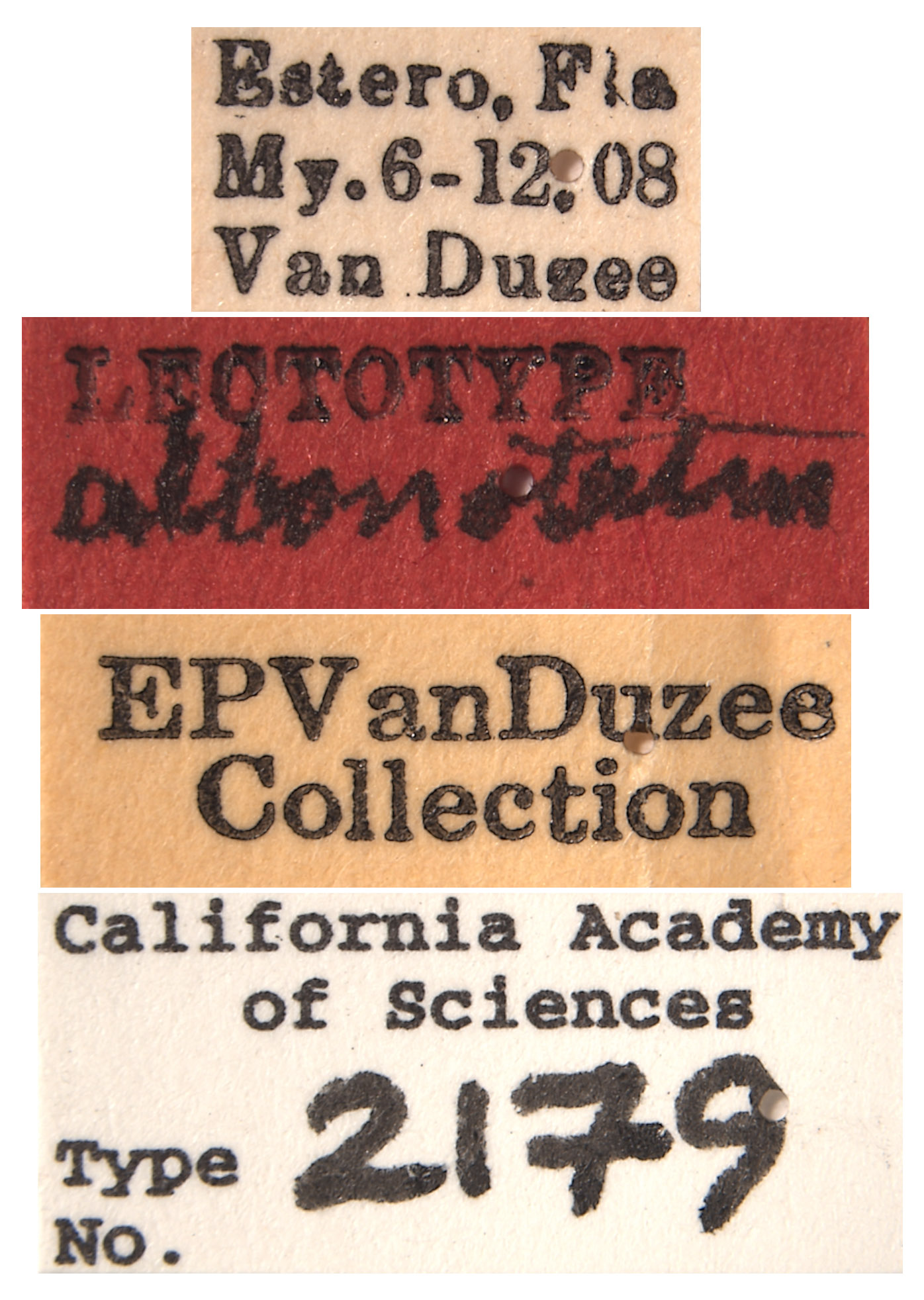 Scaphoideus albonotatus image