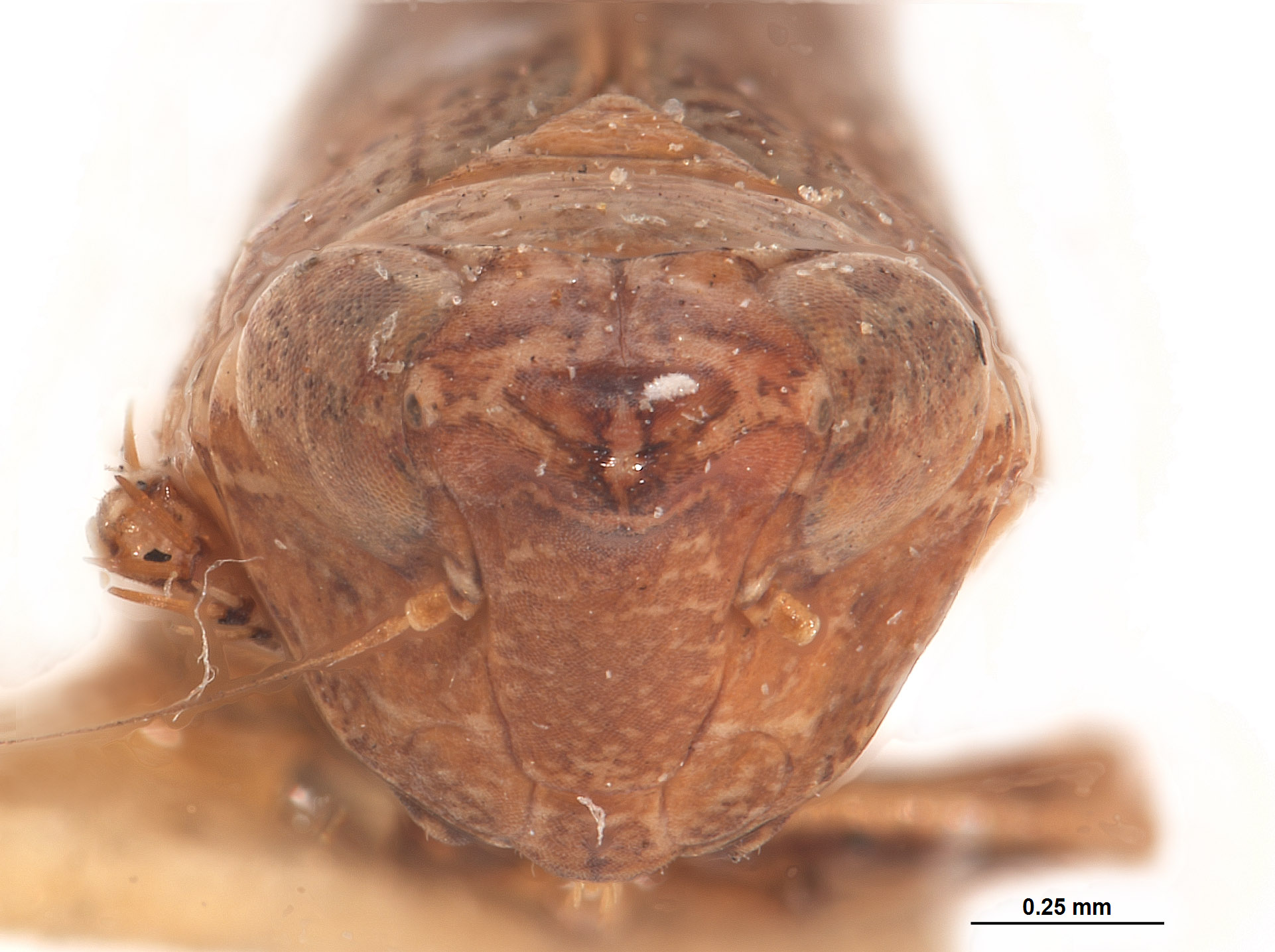 Platymetopius verecundus image