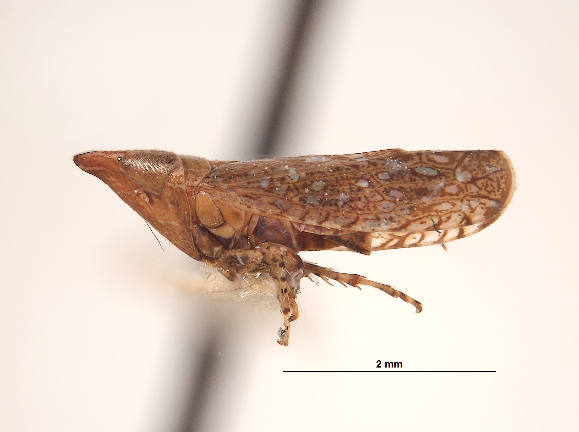 Platymetopius verecundus image