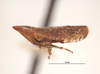 Platymetopius verecundus image