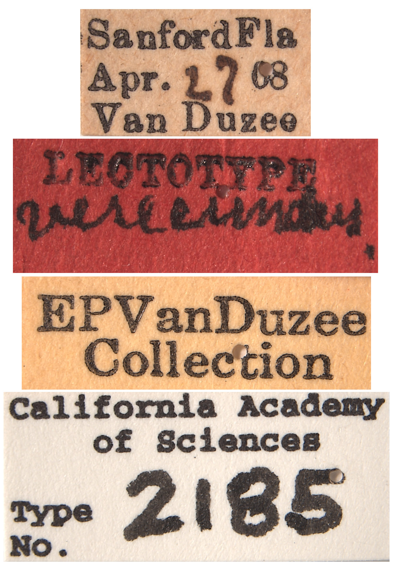 Platymetopius verecundus image