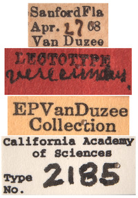 Platymetopius verecundus image