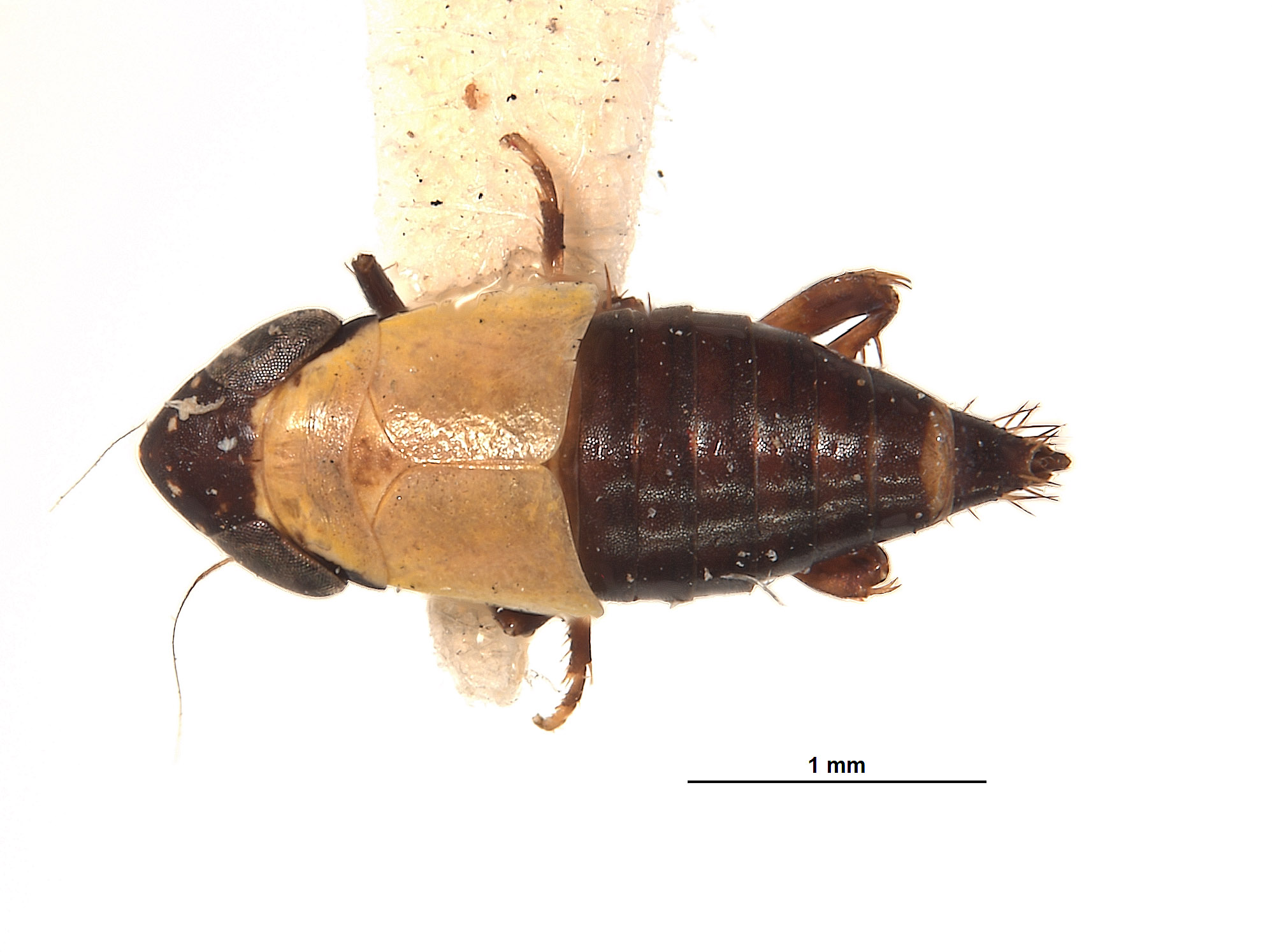 Lonatura bicolor image