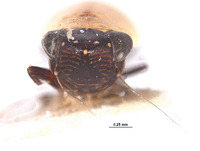 Lonatura bicolor image