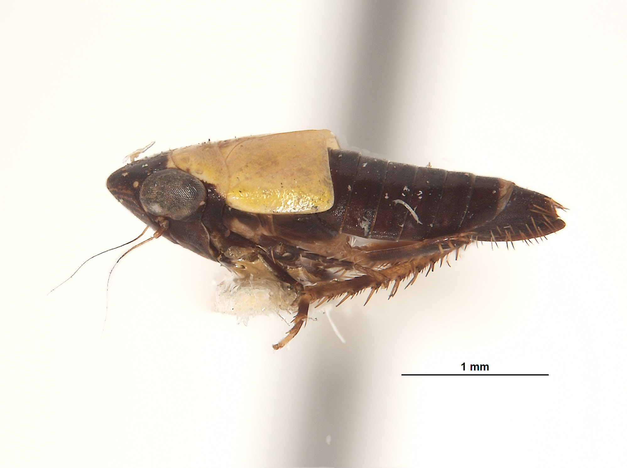 Lonatura bicolor image