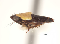 Lonatura bicolor image