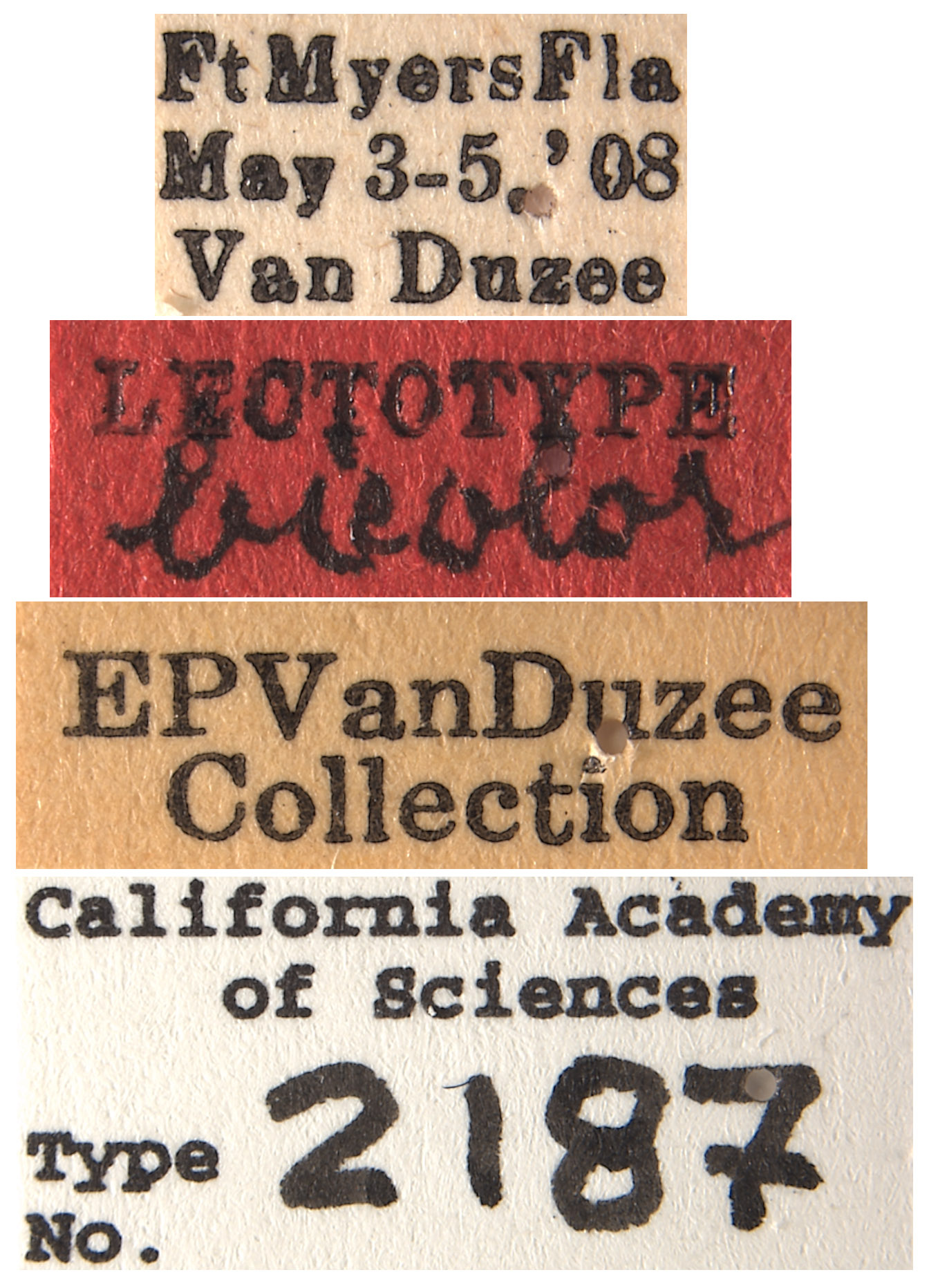 Lonatura bicolor image