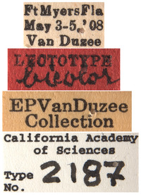 Lonatura bicolor image