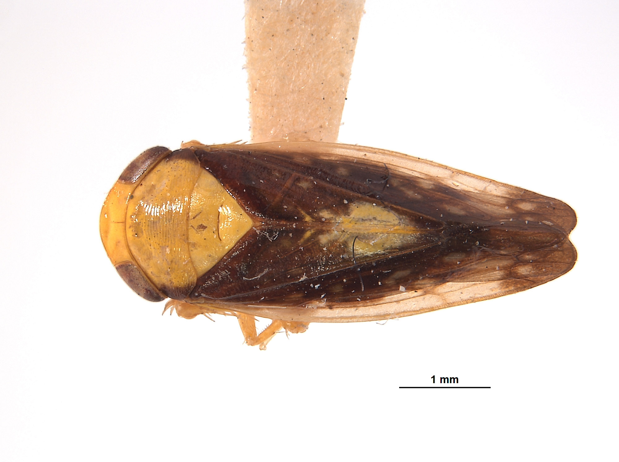 Eutettix nitens image