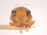 Eutettix nitens image