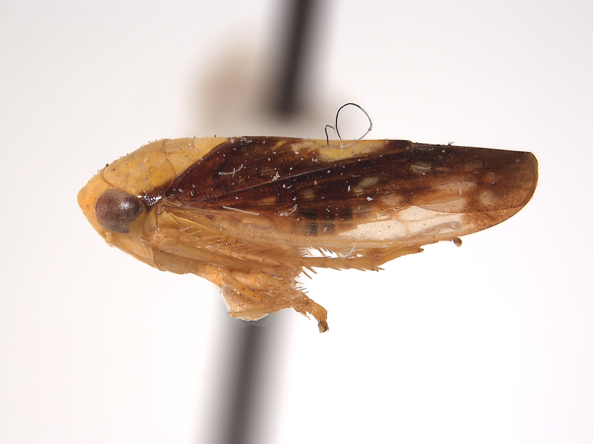 Eutettix nitens image