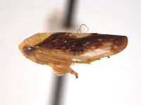 Eutettix nitens image