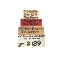 Eutettix nitens image