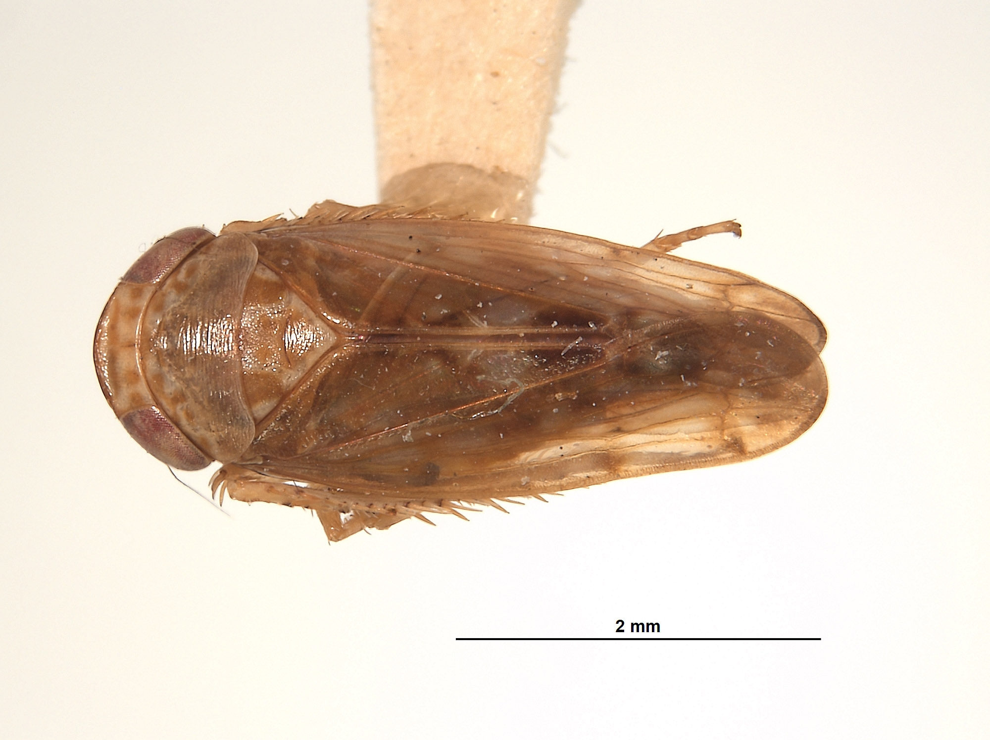 Eutettix bartschi image