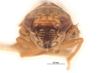 Eutettix bartschi image