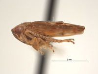 Eutettix bartschi image