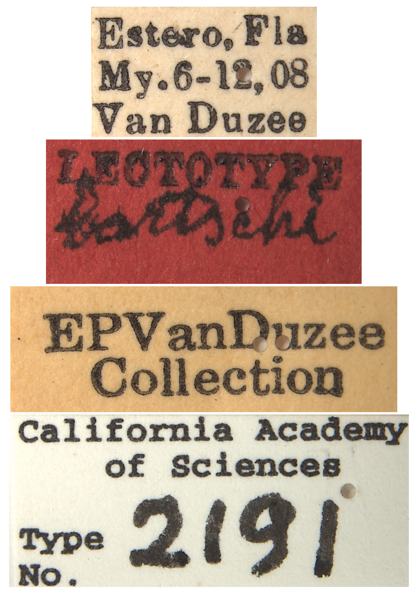 Eutettix bartschi image