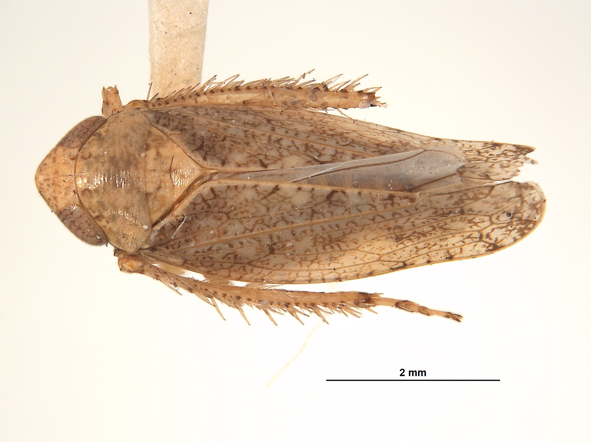 Phlepsius image