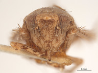 Phlepsius incurvatus image