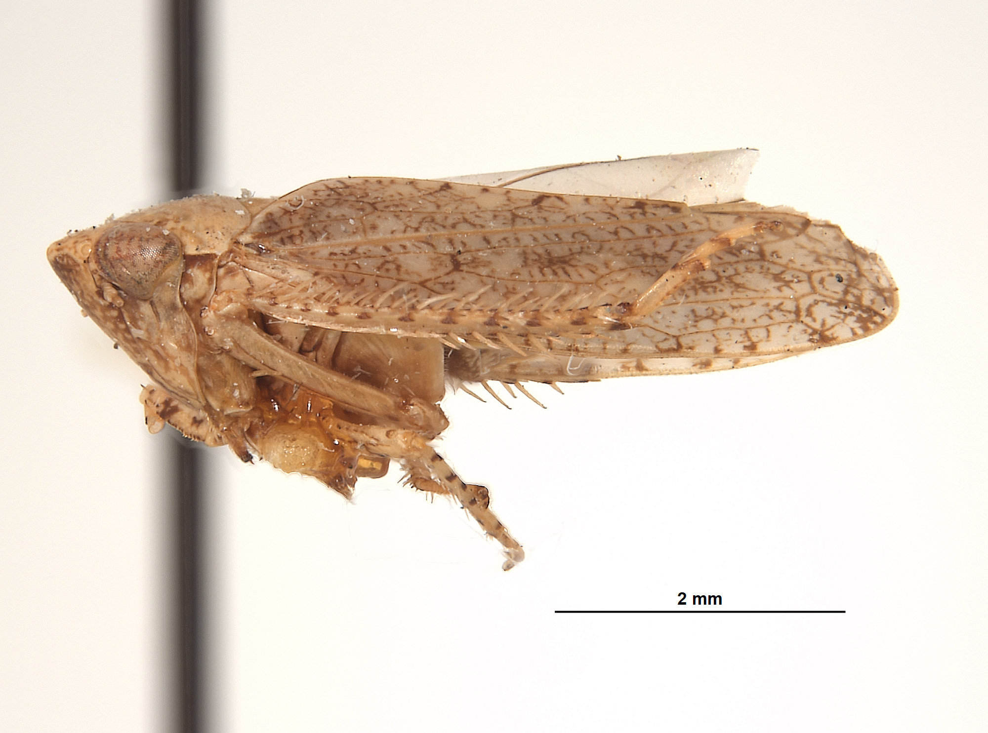 Phlepsius incurvatus image