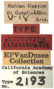 Phlepsius incurvatus image