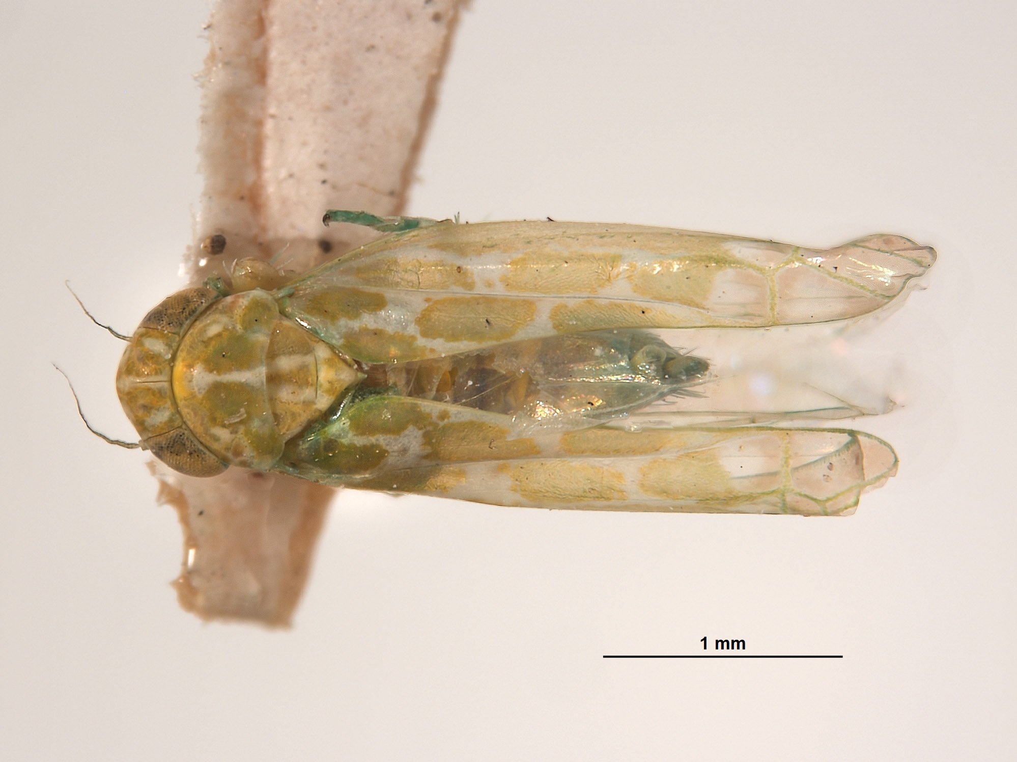 Empoasca alboscripta image