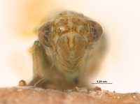 Empoasca alboscripta image