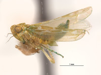 Empoasca alboscripta image