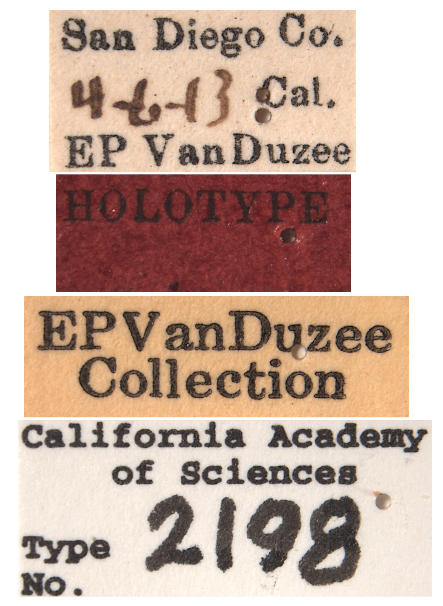 Empoasca alboscripta image