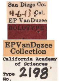 Empoasca alboscripta image