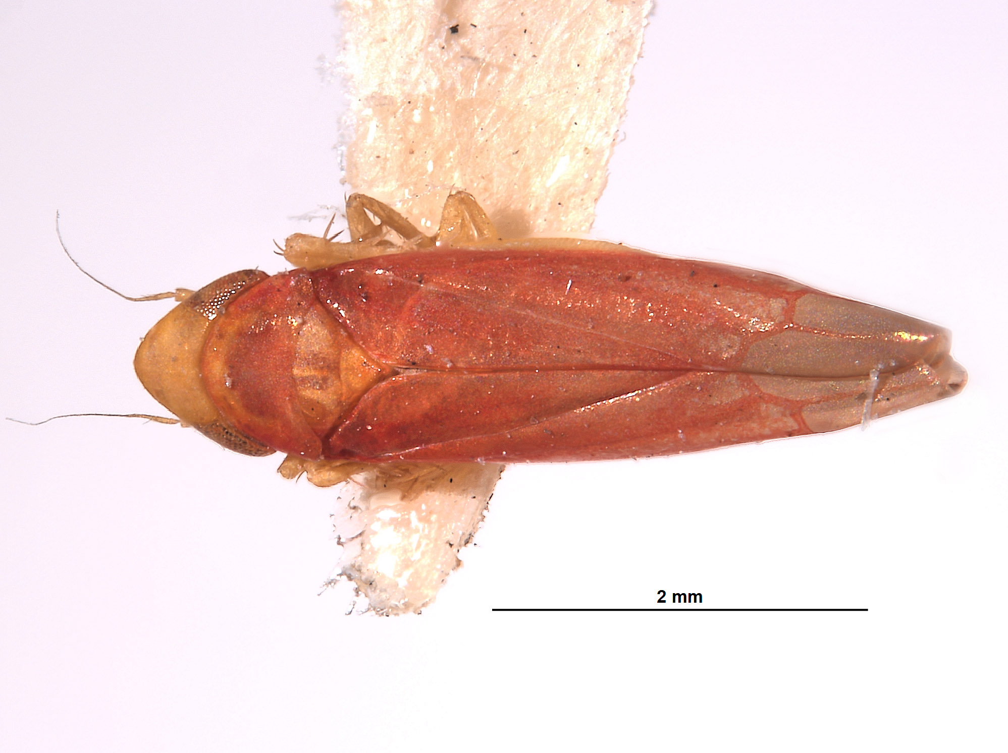 Typhlocyba rubricata image
