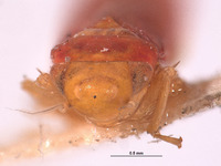 Typhlocyba rubricata image