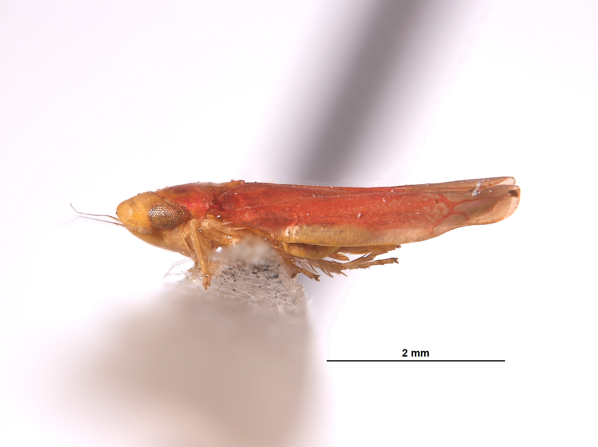 Typhlocyba rubricata image
