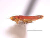 Typhlocyba rubricata image