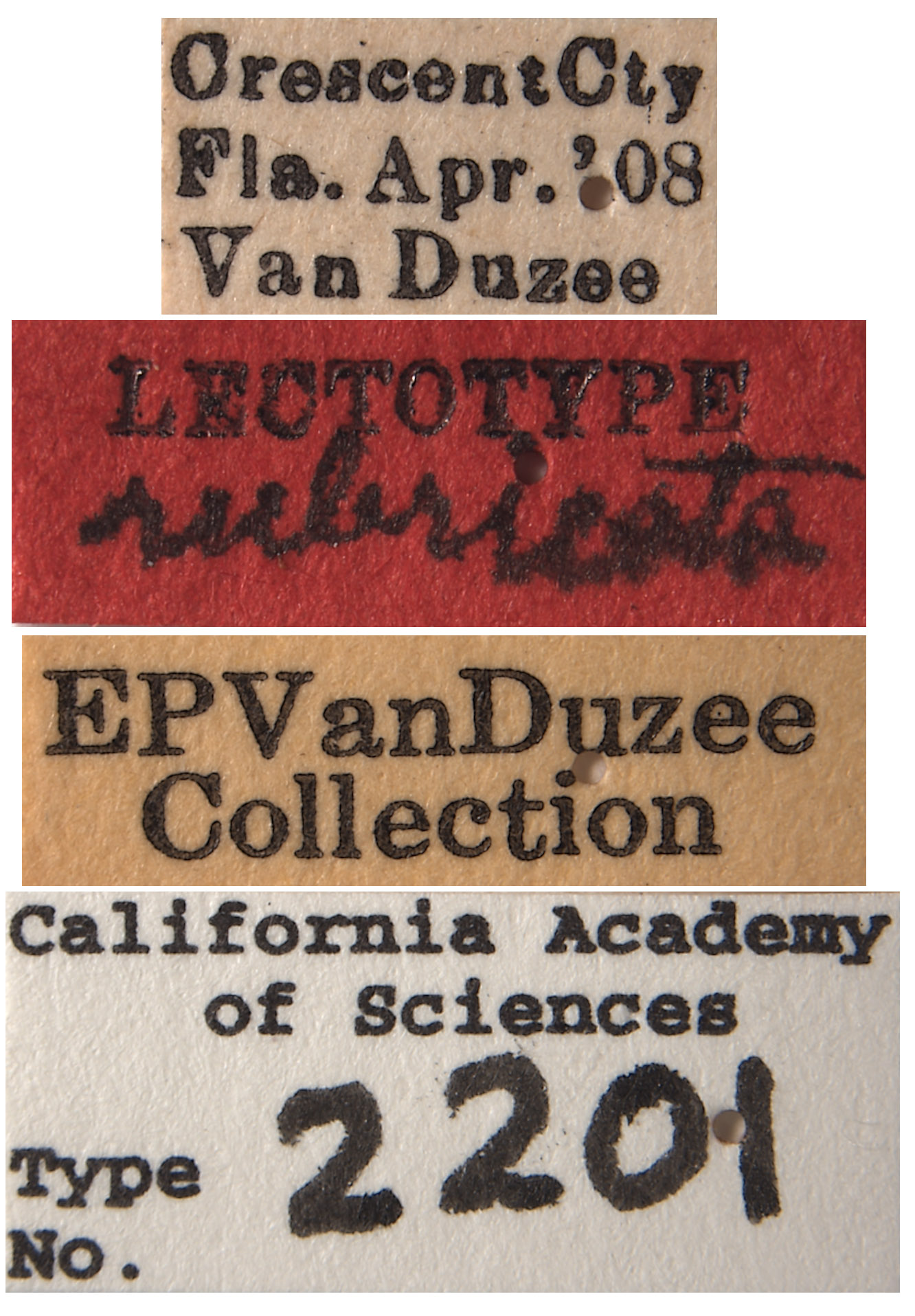 Typhlocyba rubricata image