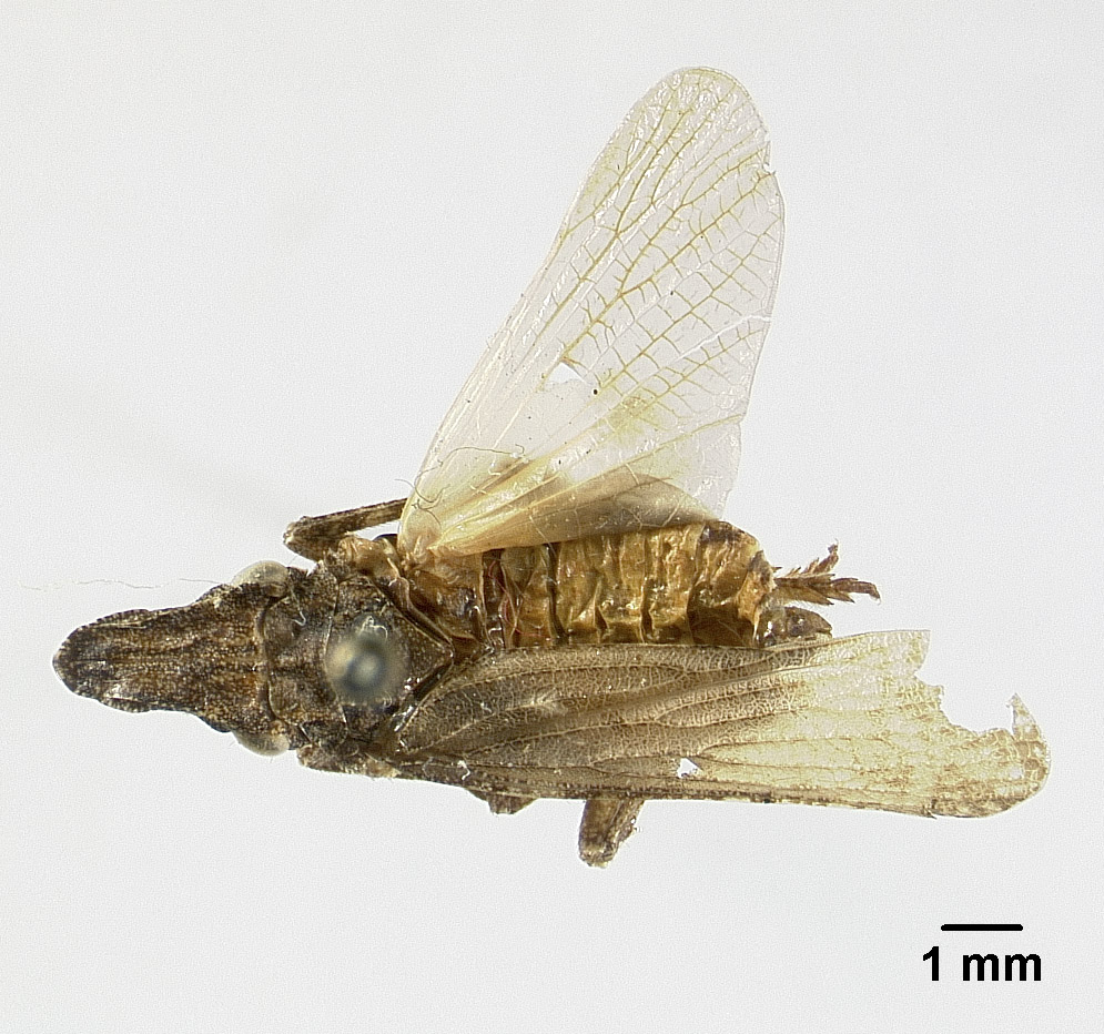 Amycle saxatilis image