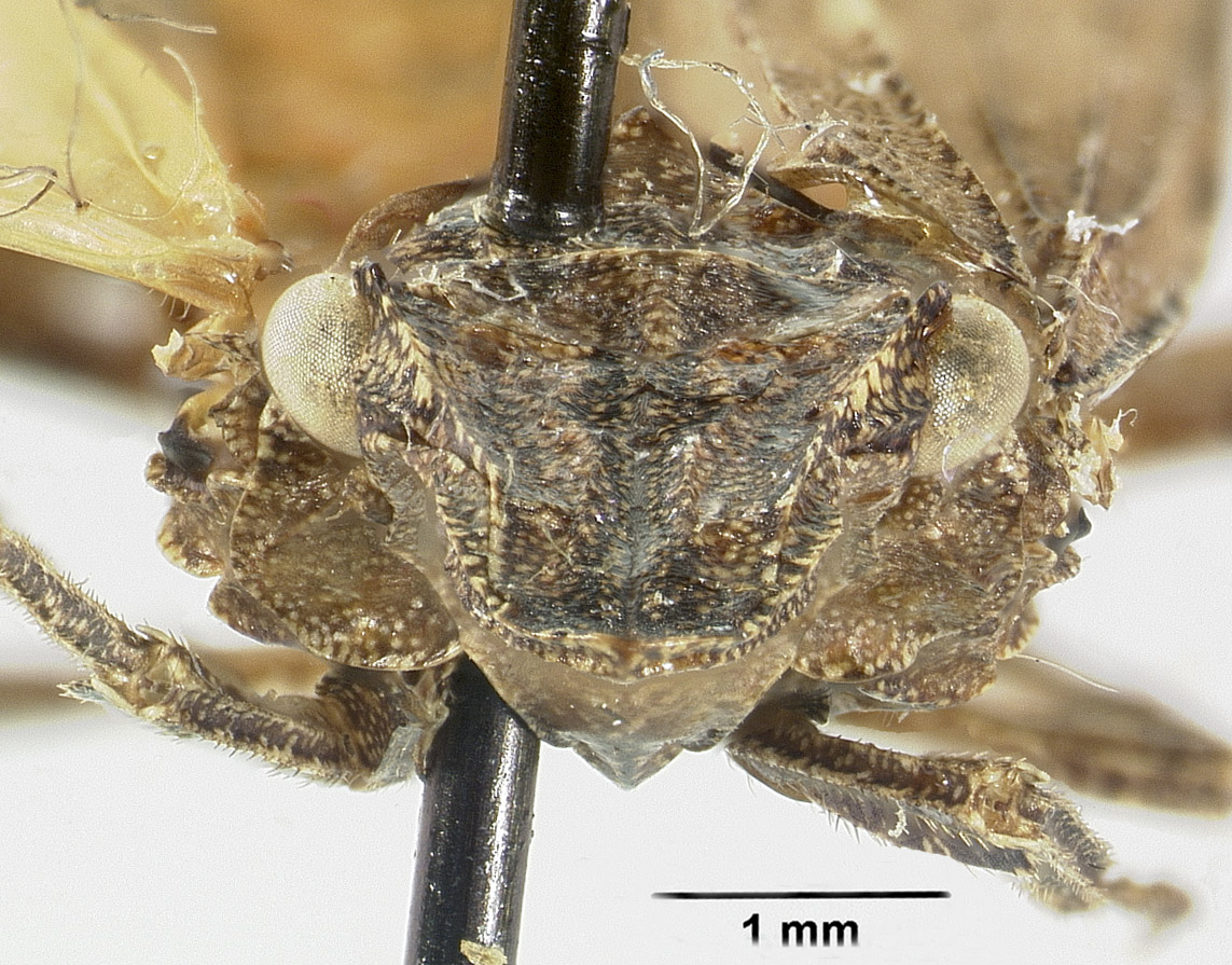 Amycle saxatilis image