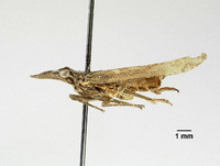Amycle saxatilis image
