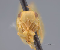 Amphiscepa plana image