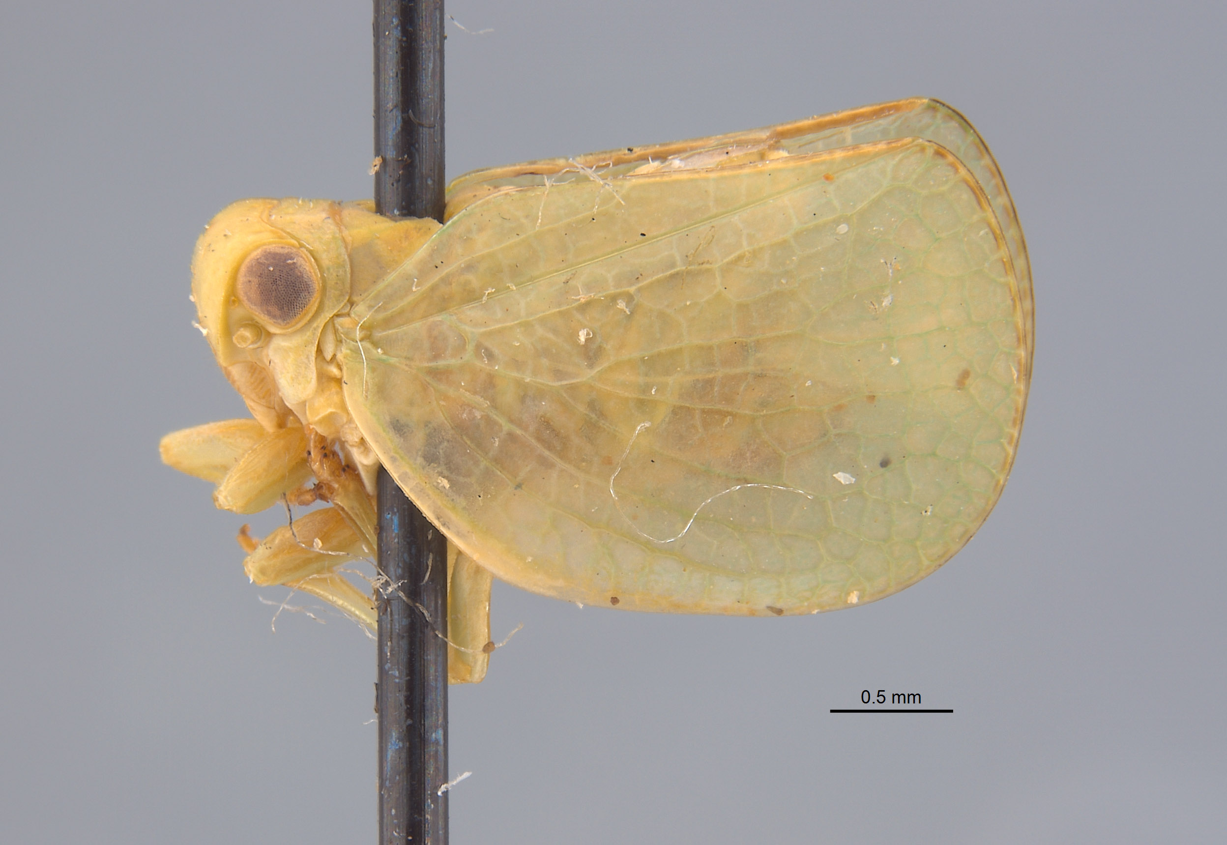 Amphiscepa plana image