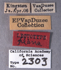 Amphiscepa plana image