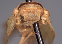 Eurocalia collaris image