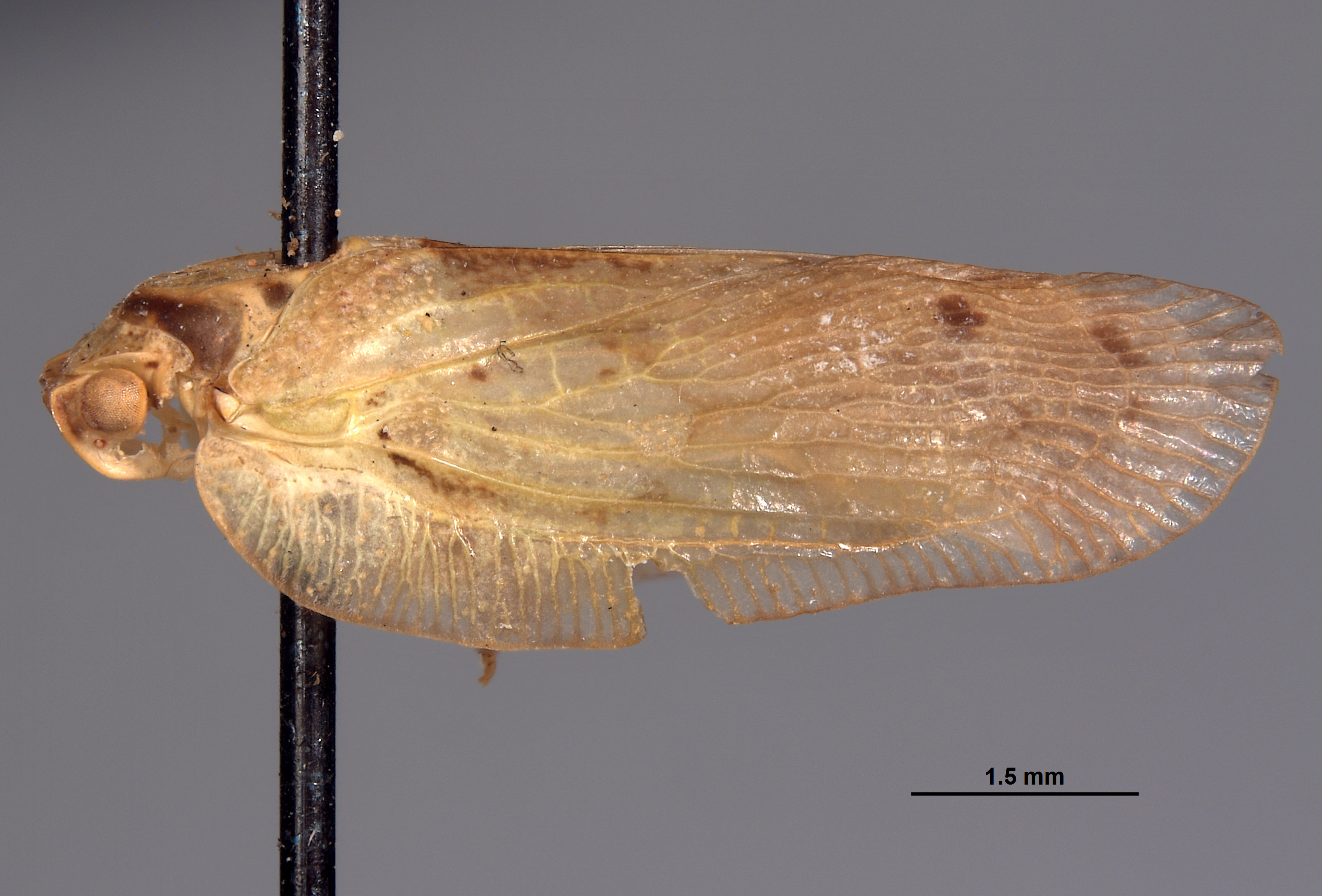 Eurocalia collaris image